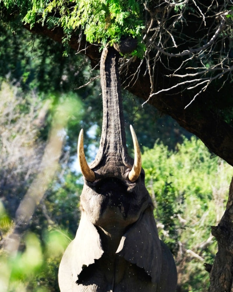 Zambia